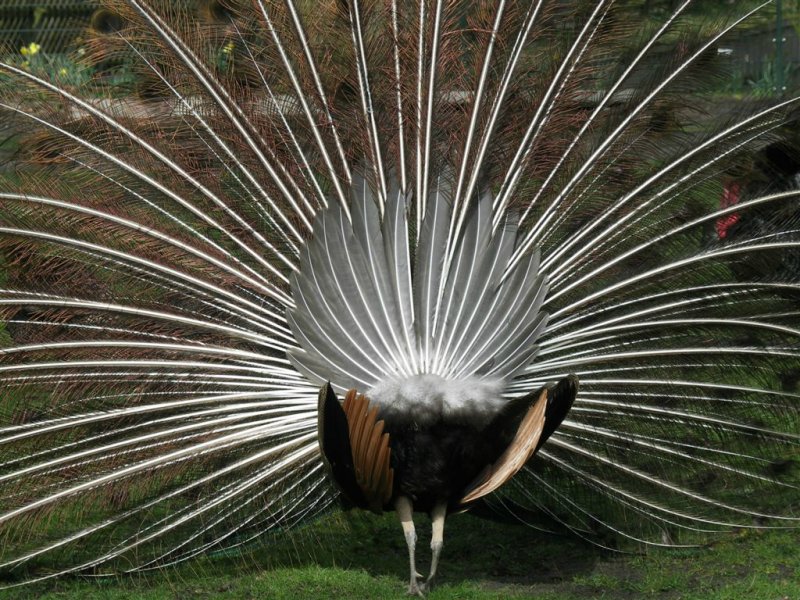 Dieren